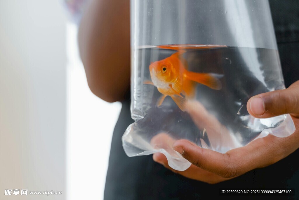 手中透明袋里的小金魚