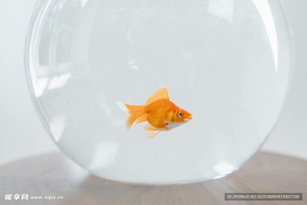 玻璃缸中的單尾金魚