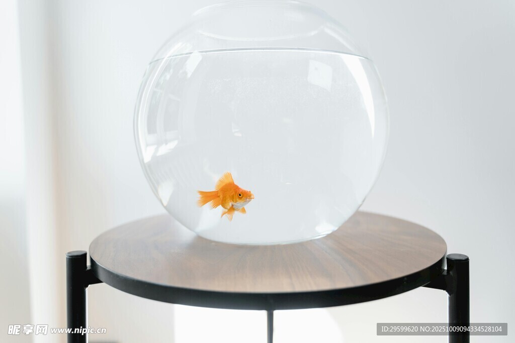 玻璃魚缸中的單尾金魚
