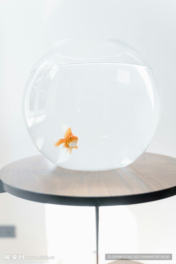 圓魚缸中的單尾小金魚