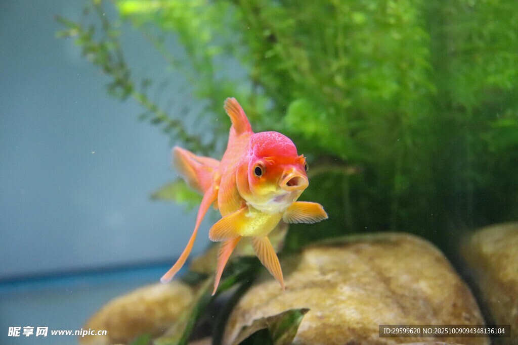 靈動金魚于石間悠游