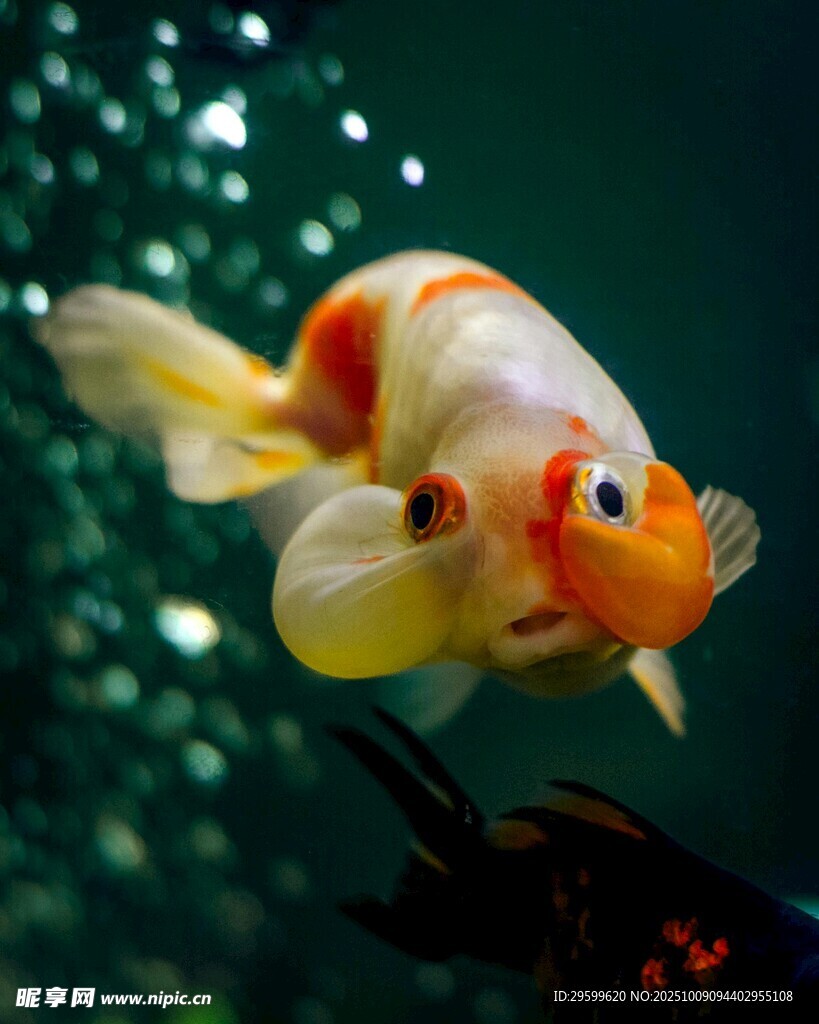 靈動金魚水中游
