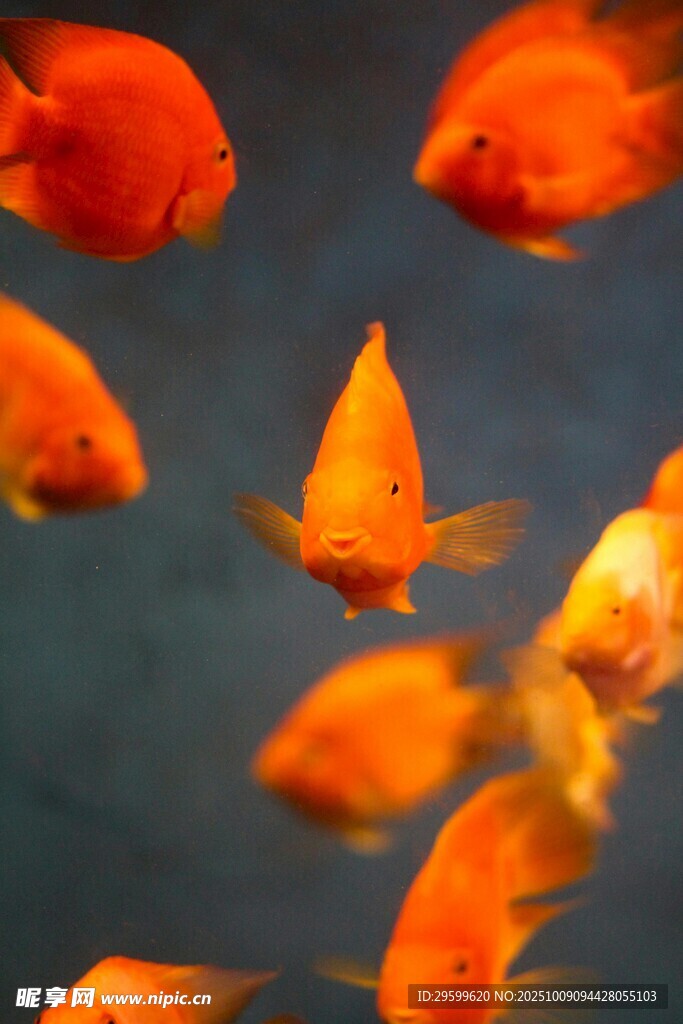 靈動金魚水中游