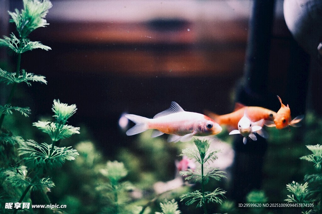 缸中靈動金魚與綠植相伴