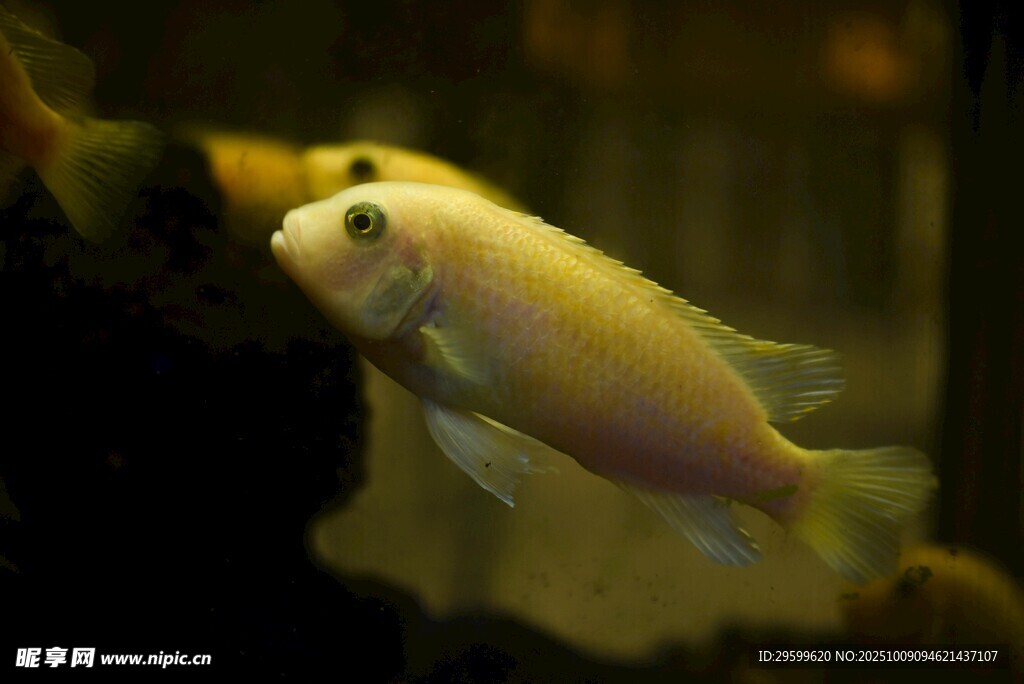 白色觀賞魚(yú)特寫(xiě)