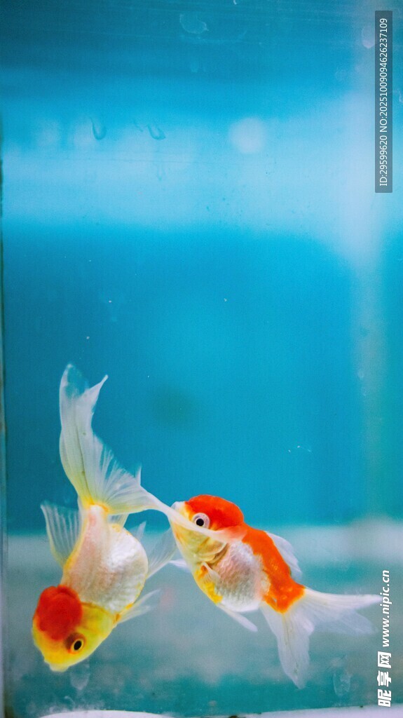 親昵金魚水中嬉戲