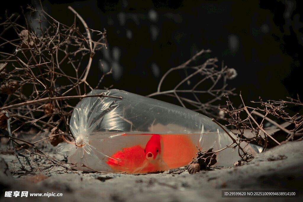 雪地中瓶內(nèi)的紅色金魚