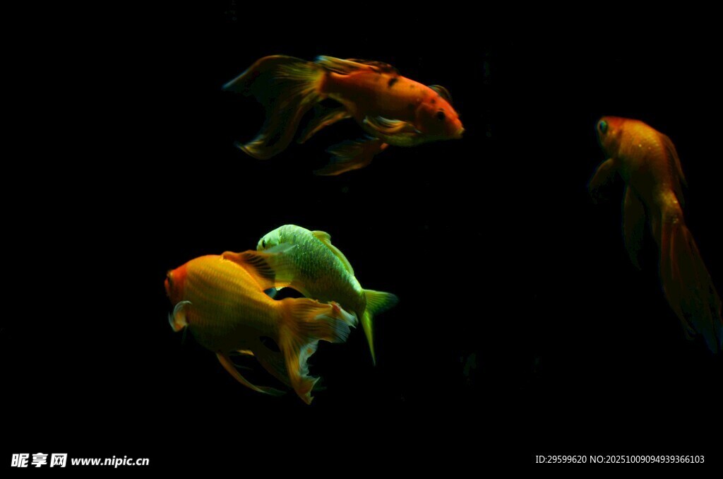 靈動金魚在水中暢游