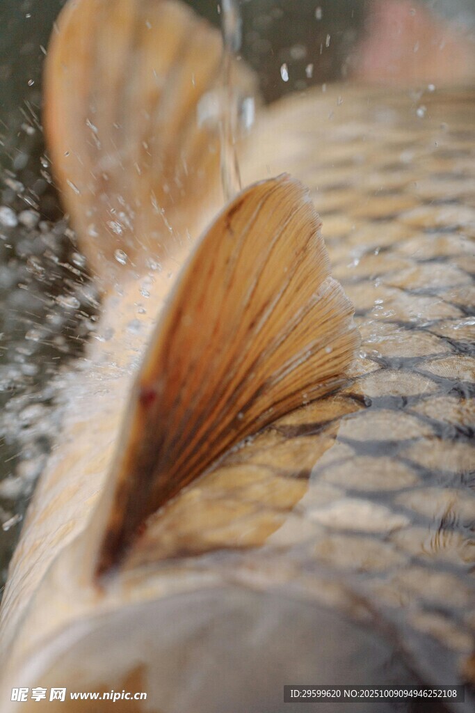 鯉魚魚尾特寫