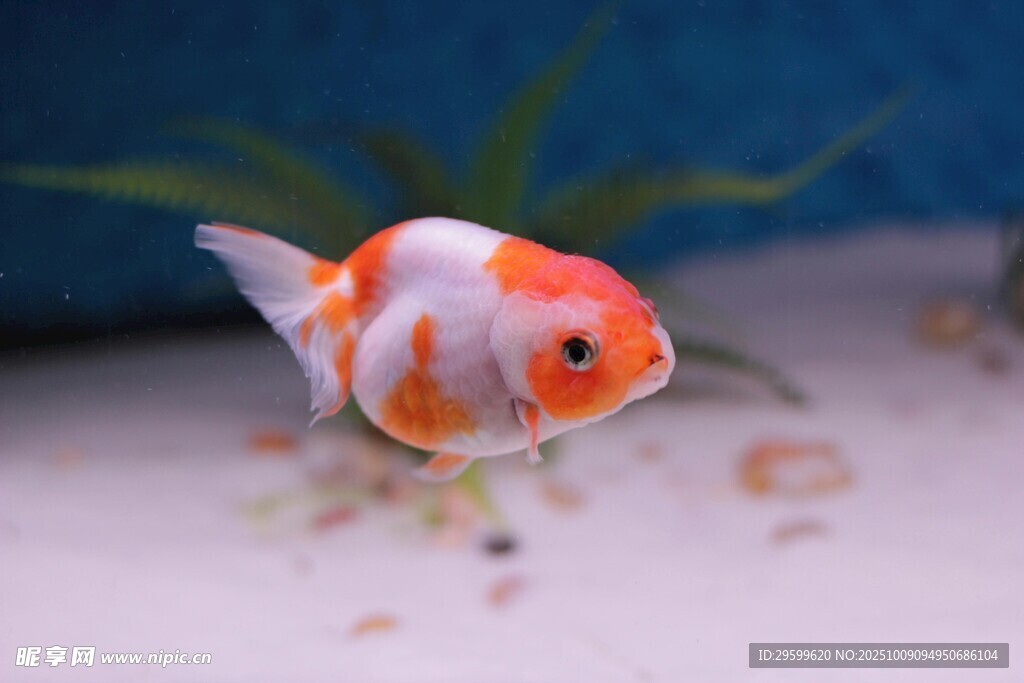 可愛金魚水中游