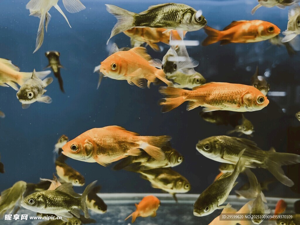 多彩魚類在水中暢游