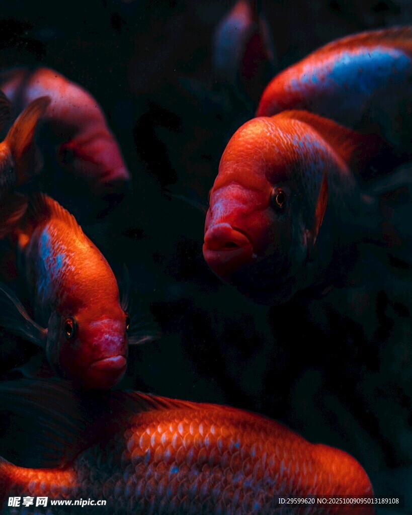 艷麗紅魚群在水中游動