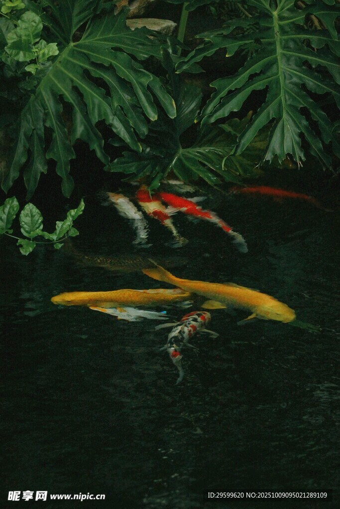 池塘中游動(dòng)的多彩錦鯉魚
