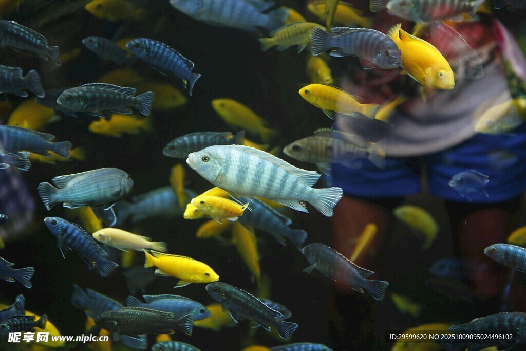 水下人與多彩魚群共游