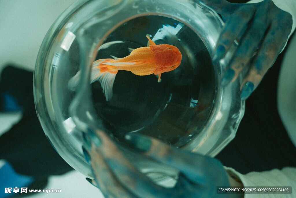 玻璃杯中靈動(dòng)的小金魚