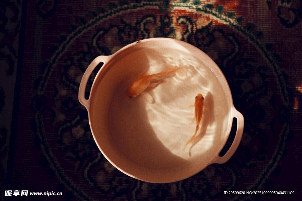 銅鍋中的金魚奇幻景象