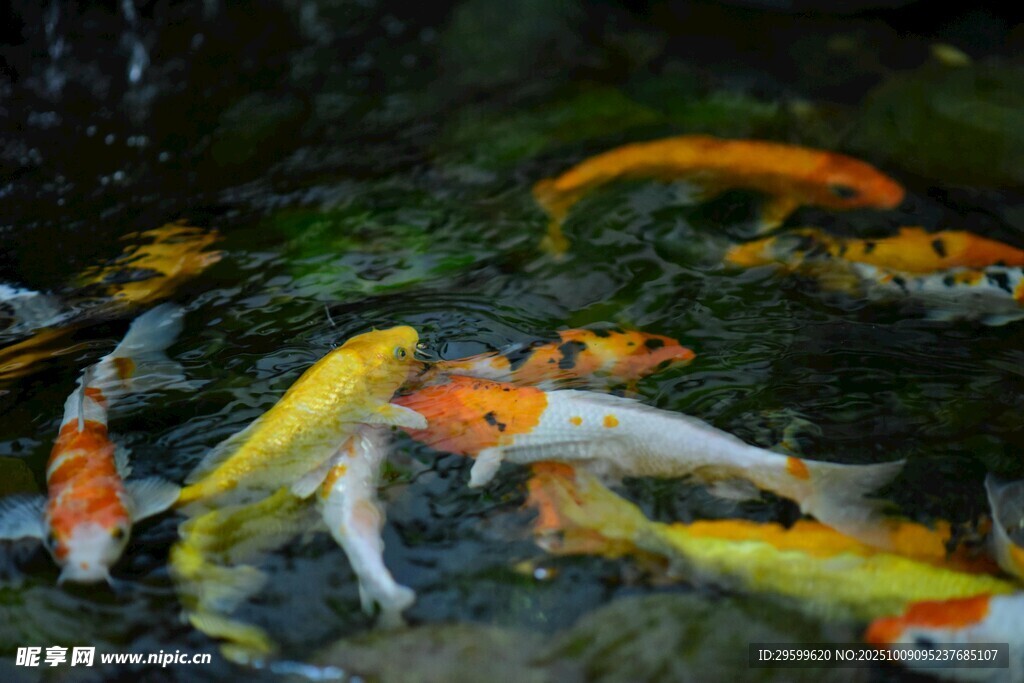 池塘中游動(dòng)的多彩錦鯉魚