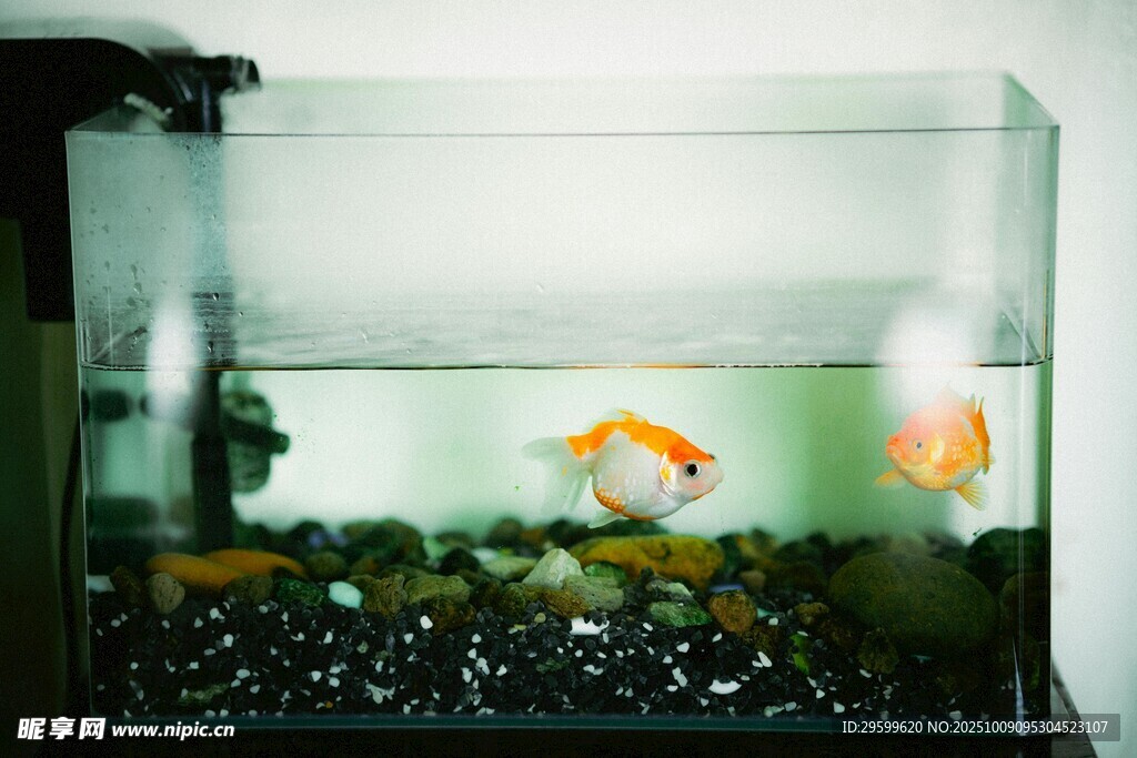 玻璃魚(yú)缸中的靈動(dòng)金魚(yú)