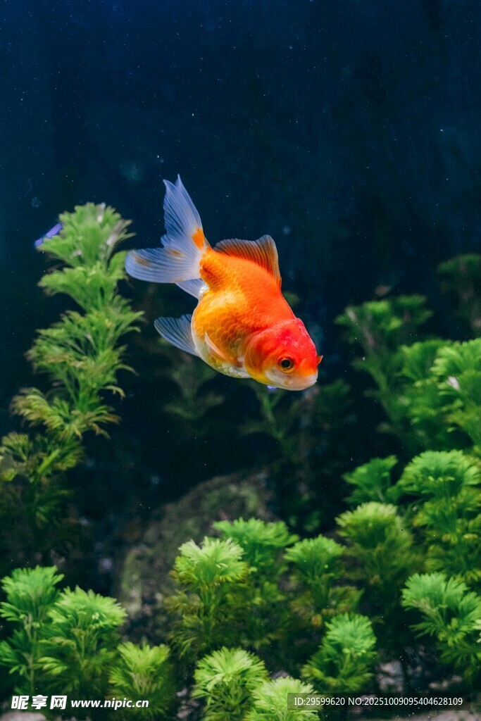 水中暢游的艷麗金魚