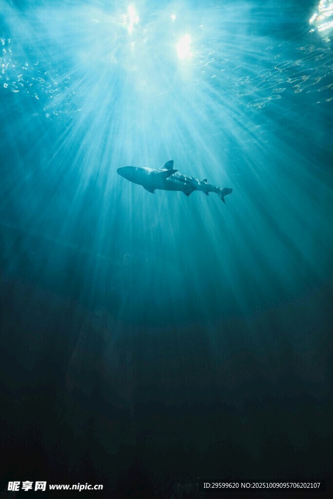水下潛水員暢游夢幻海底
