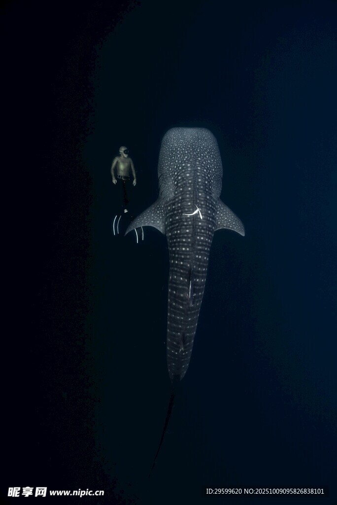 深海神秘生物發(fā)光景象