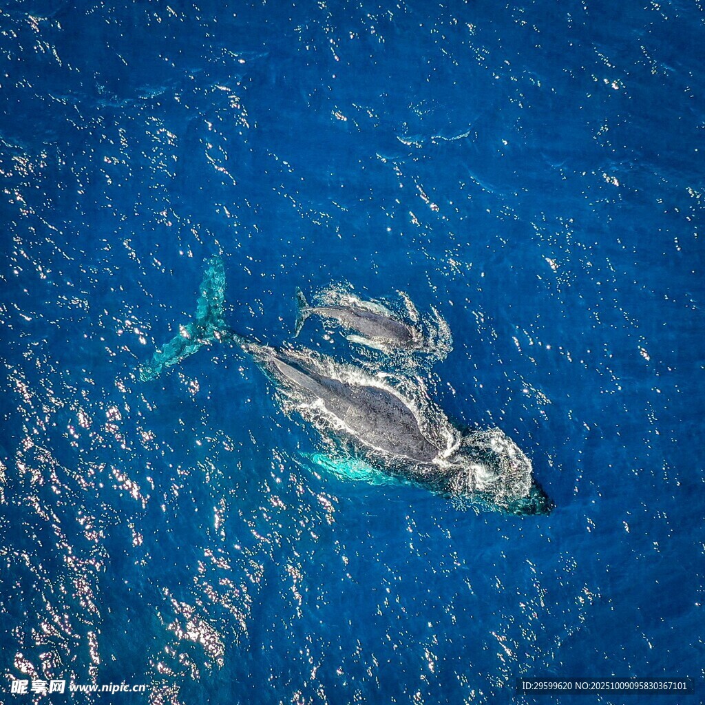 海中遨游的龐大鯨魚