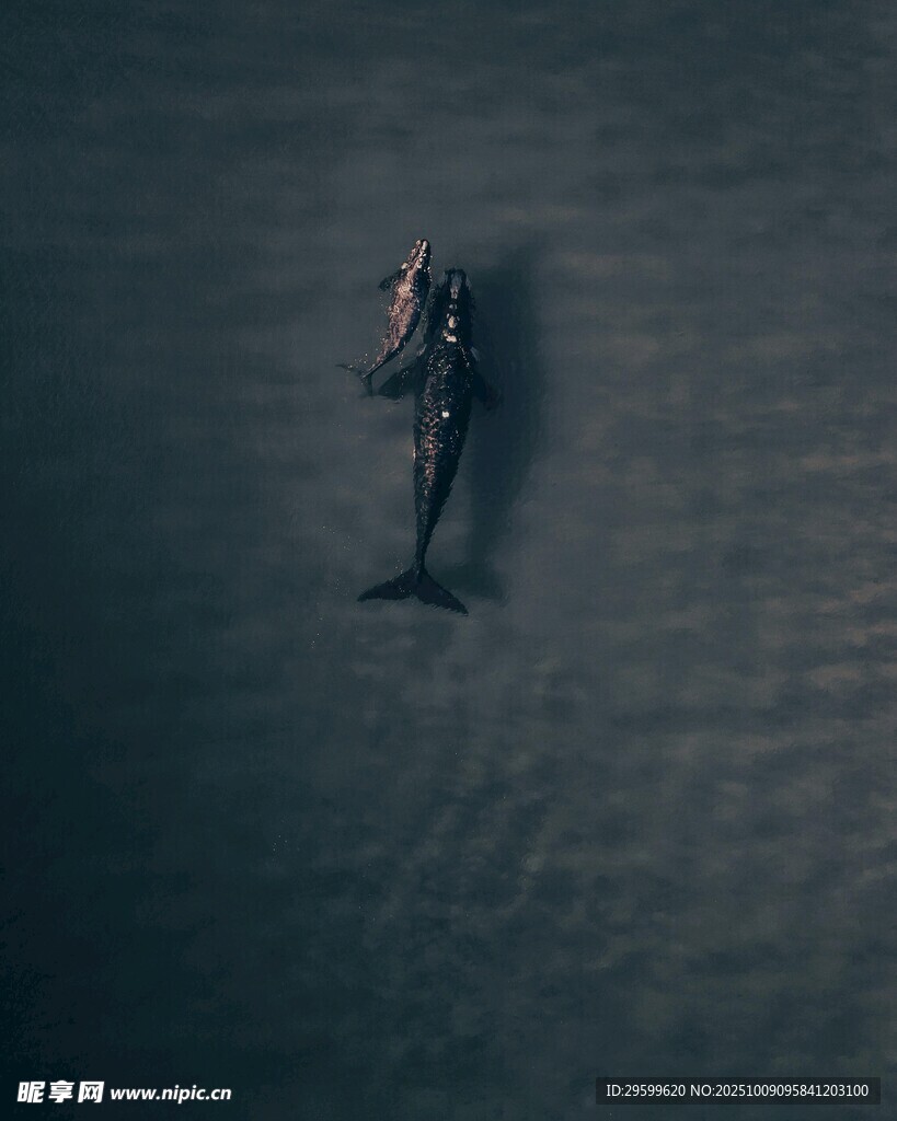 深海中獨(dú)自潛水的身影