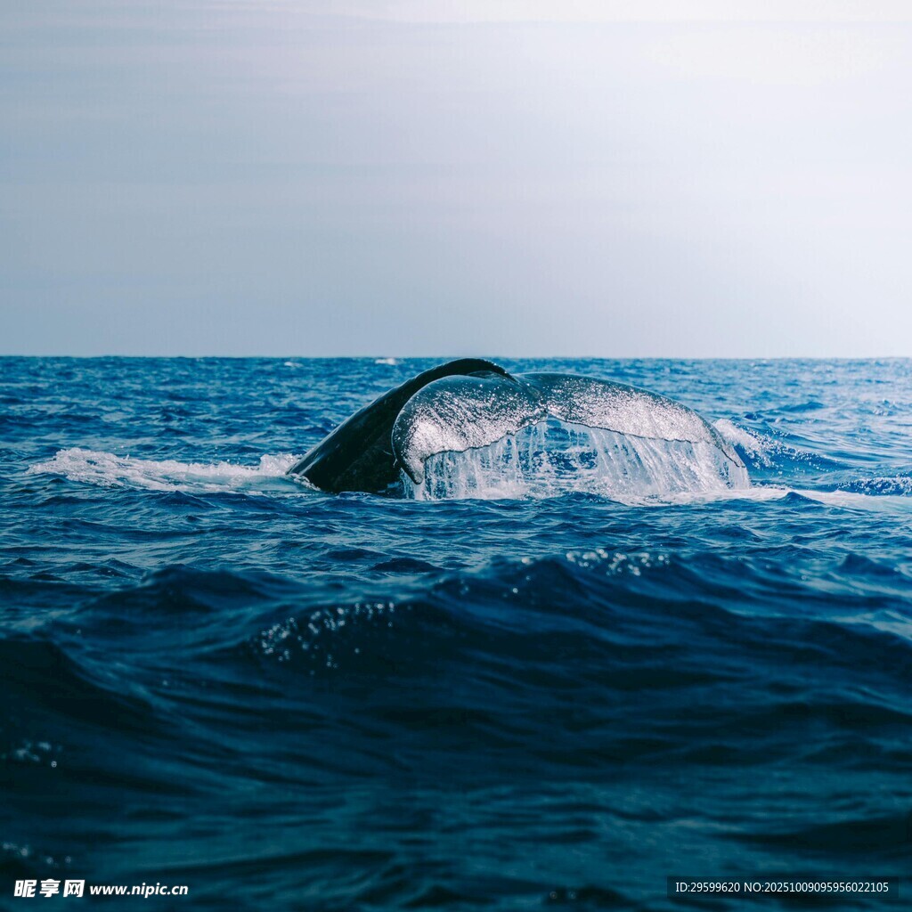 海中露背的巨大鯨魚