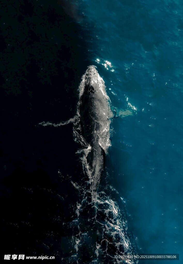鯨魚  
