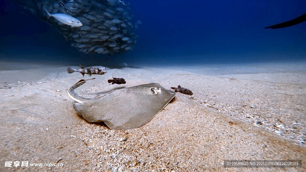 海底休憩的鰩魚