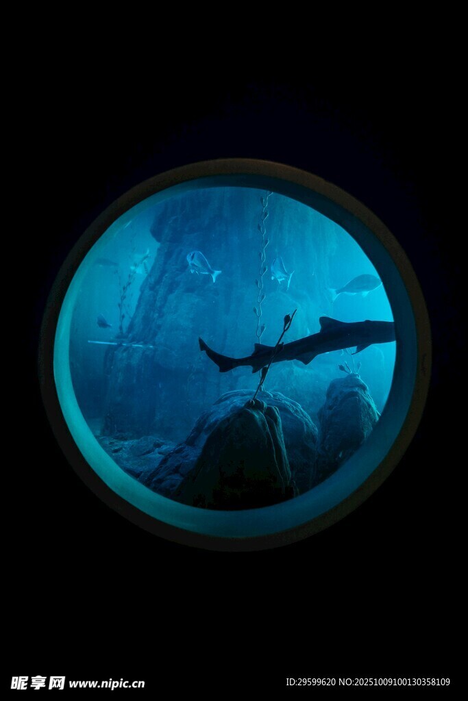  海洋生物  