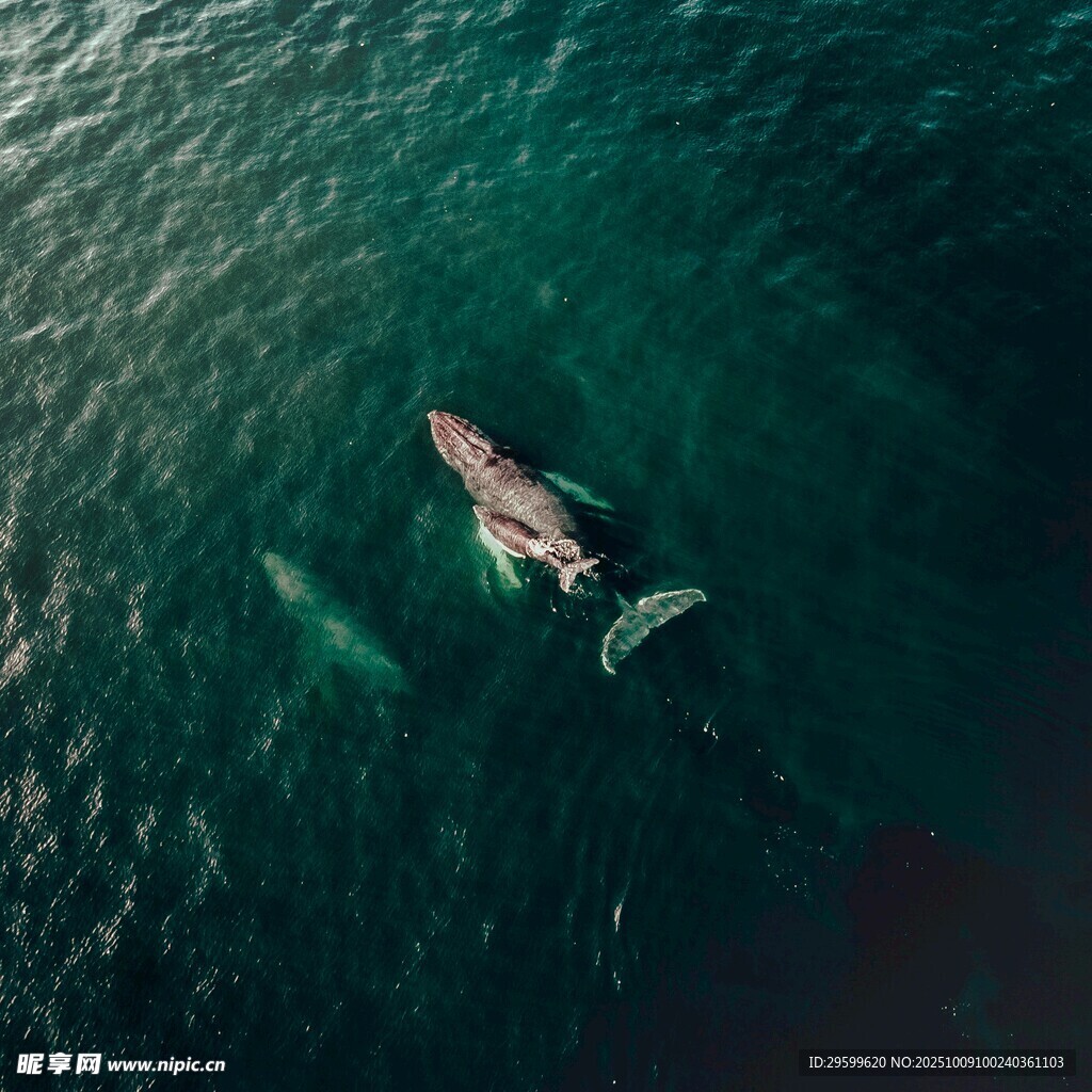 海面上的孤獨鯨魚
