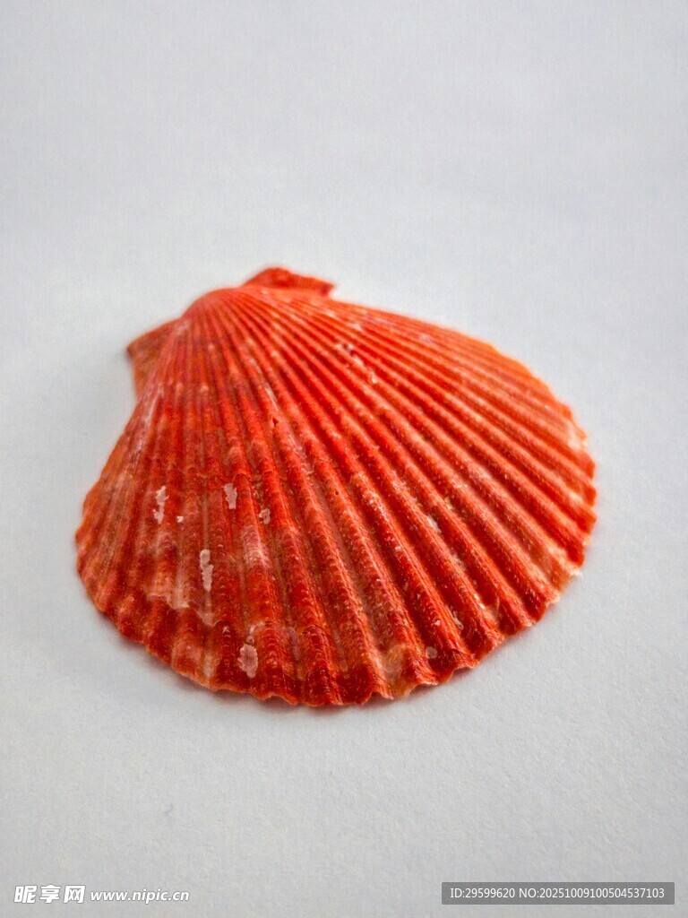 橙紅色扇貝貝殼特寫