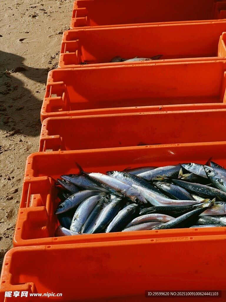 橙色箱內(nèi)裝滿鮮魚