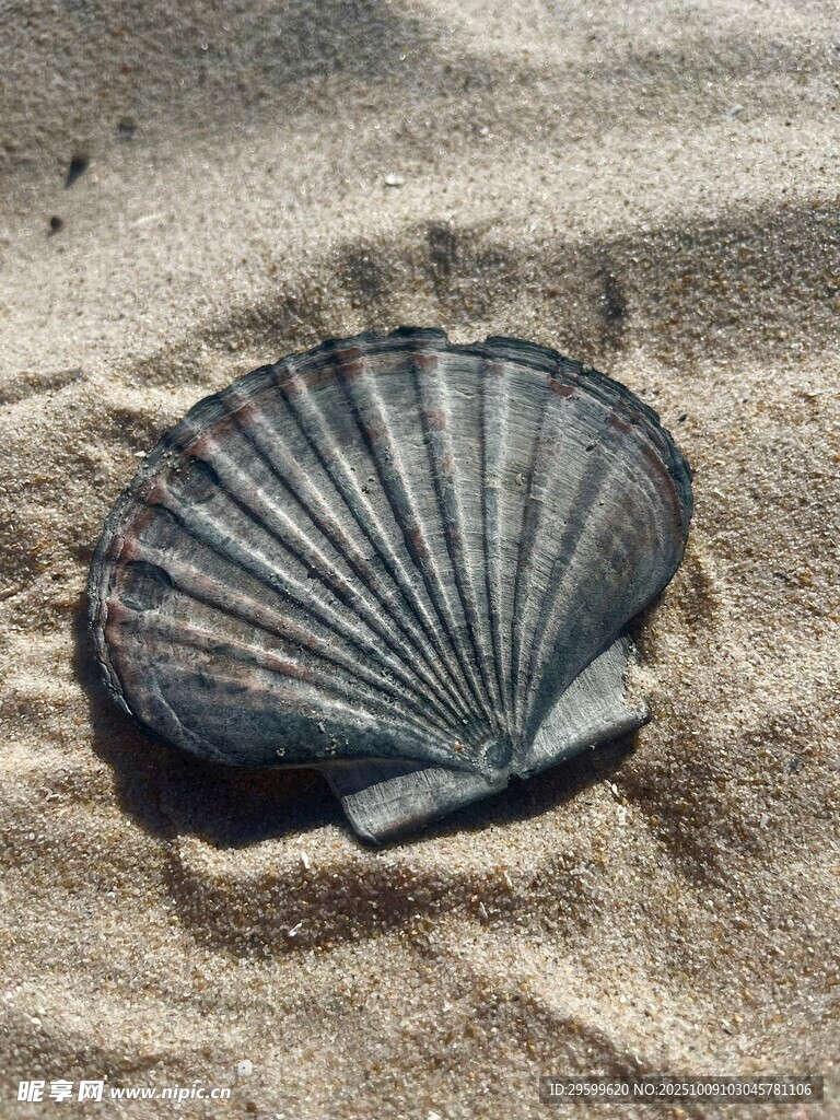 沙灘上的扇貝貝殼