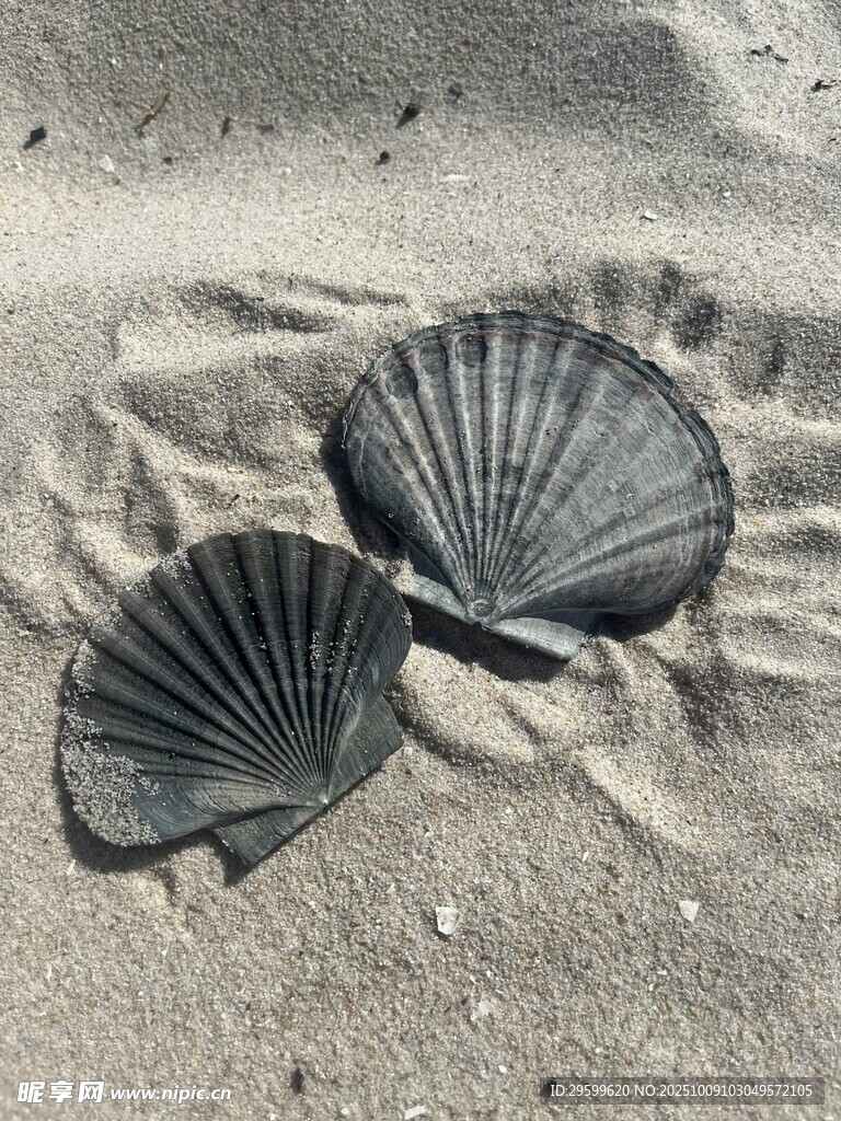 沙灘上的兩片扇貝貝殼