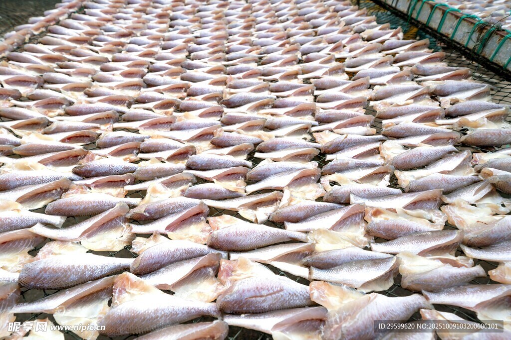 大量魚(yú)整齊排列場(chǎng)景