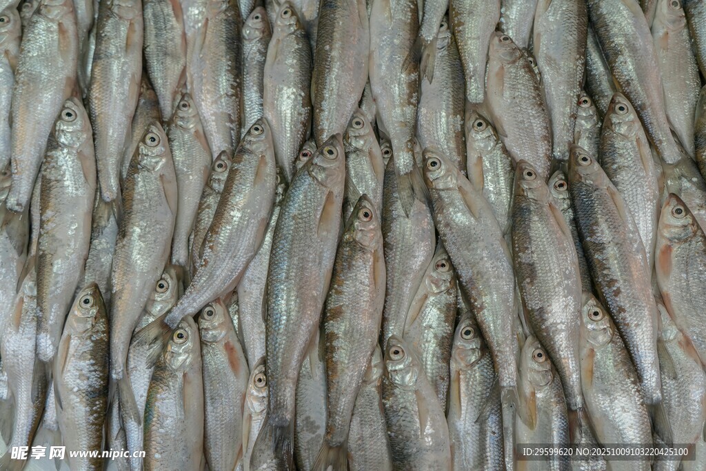 密集排列的銀色小魚