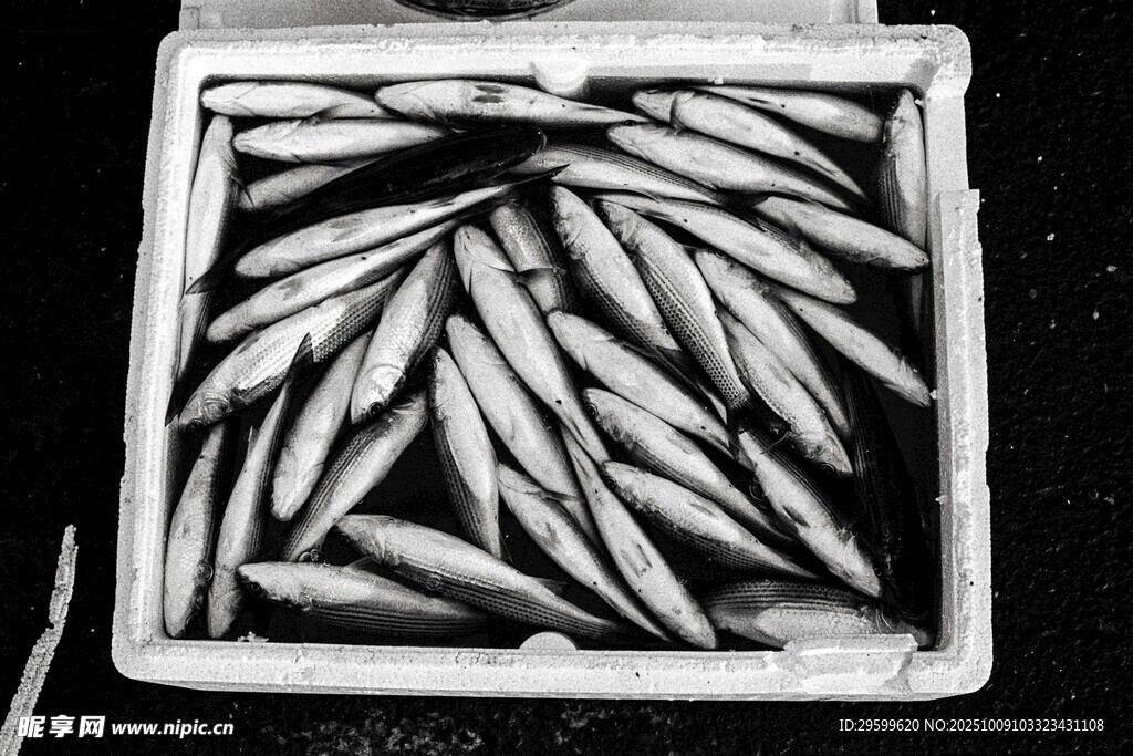 海魚(yú) 魚(yú)類(lèi) 