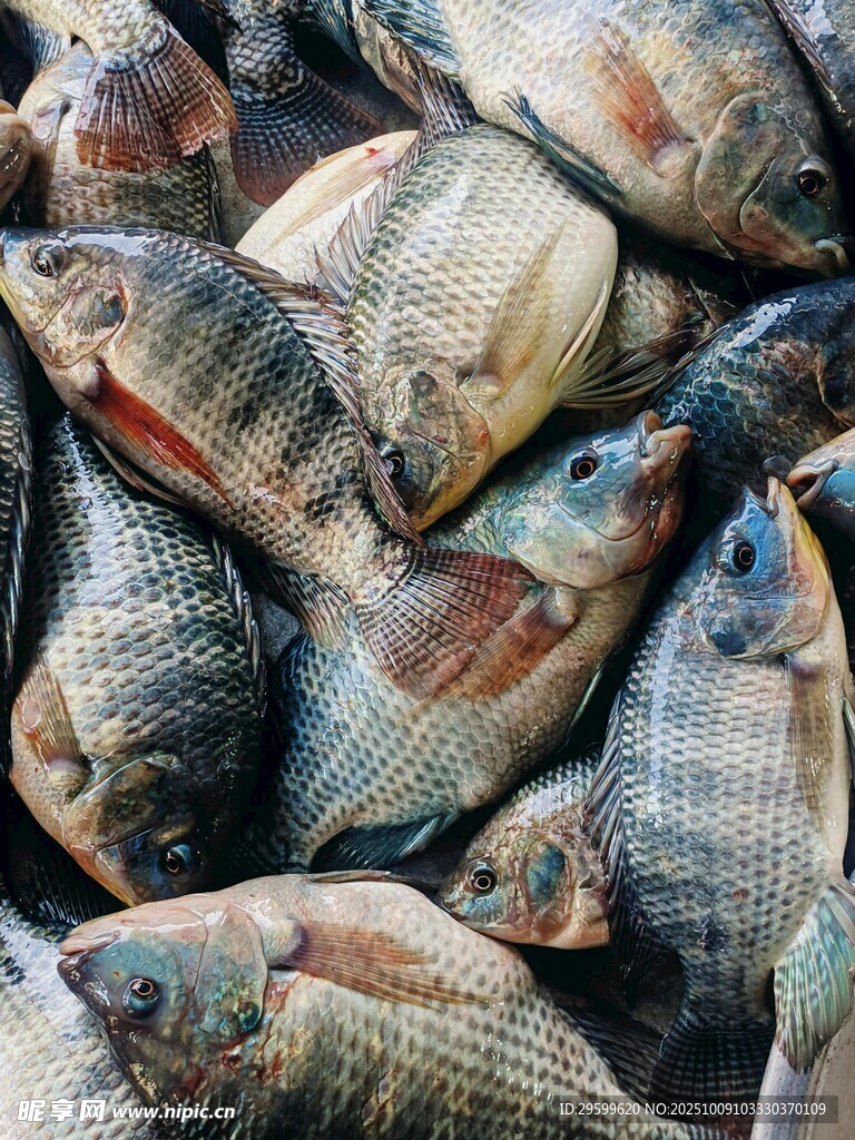 一堆鮮活多彩的魚(yú)類(lèi)