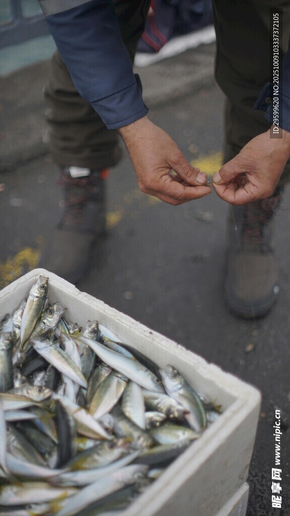 漁民手中的新鮮小魚貨