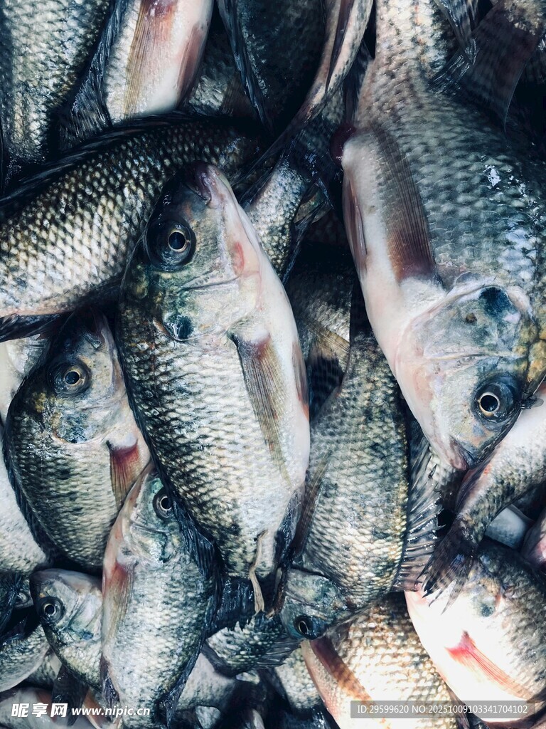一堆鮮活的魚