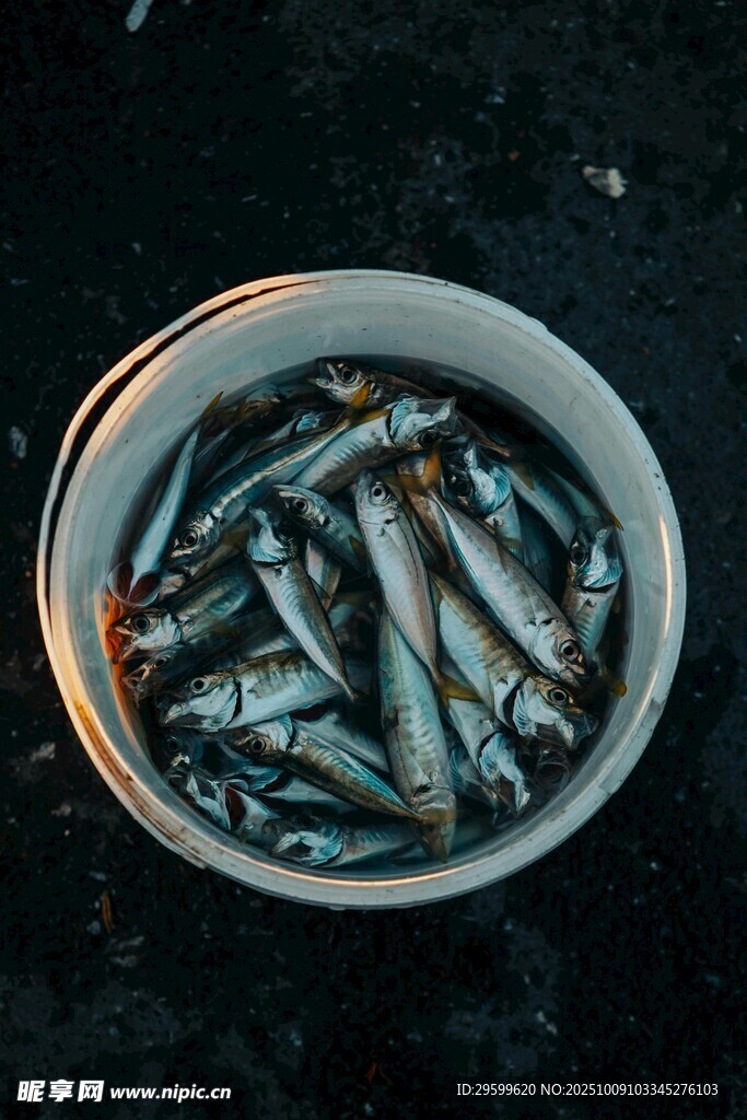 盆中鮮活的小魚(yú)