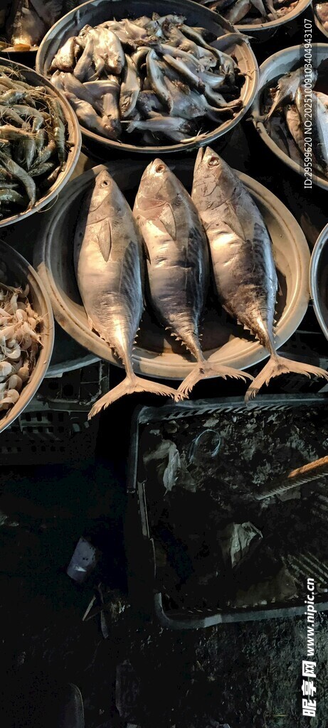 魚(yú) 水產(chǎn) 