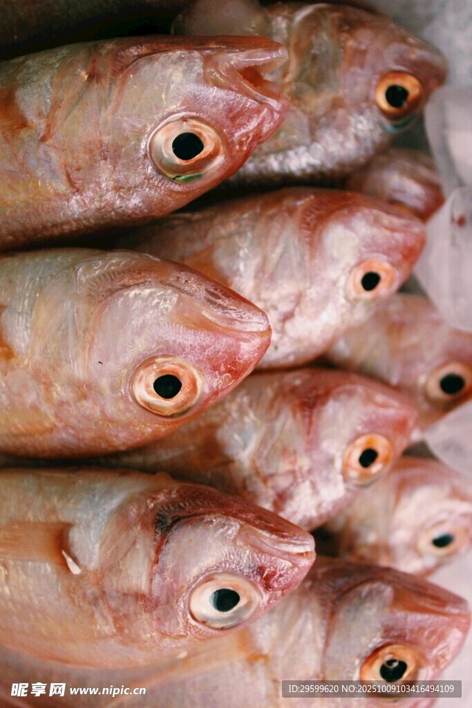新鮮堆疊的多只紅眼魚
