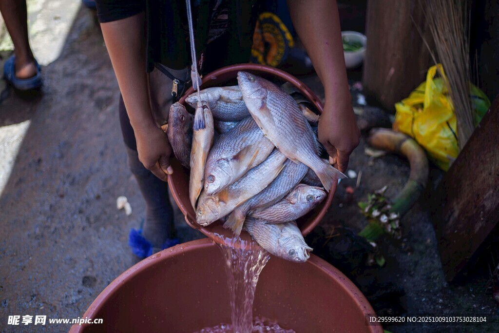 盆中鮮魚(yú)待售