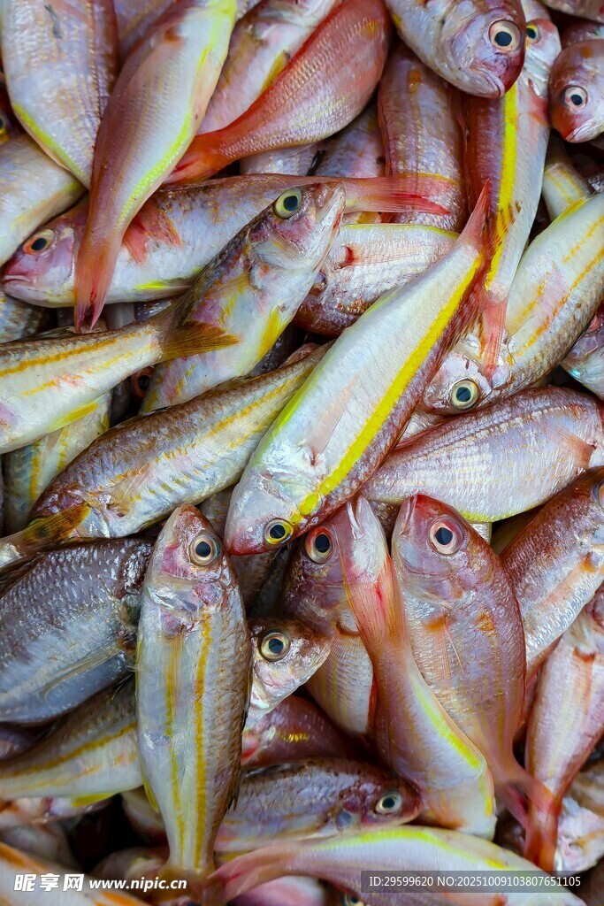 多彩鮮魚堆疊展示