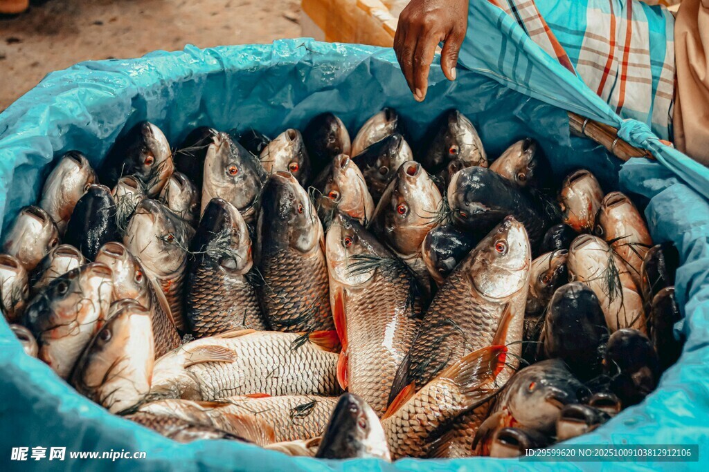 滿滿一袋鮮活的各類魚(yú)