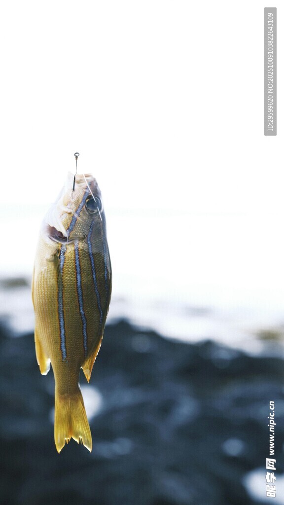 懸掛的鮮魚