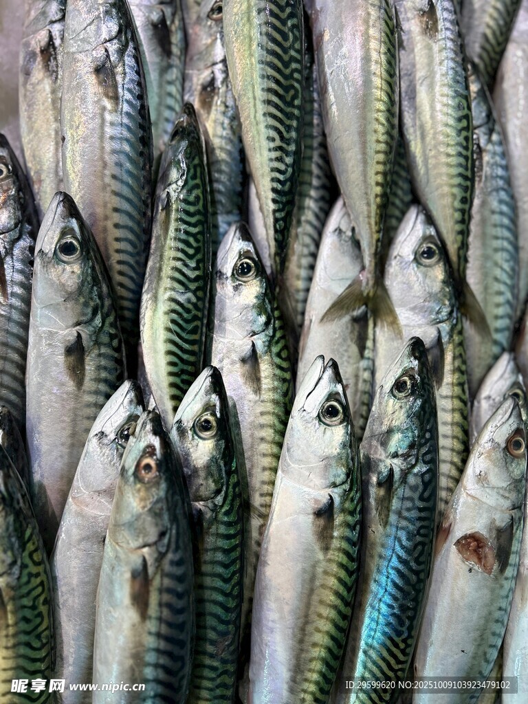 密集排列的多彩海魚